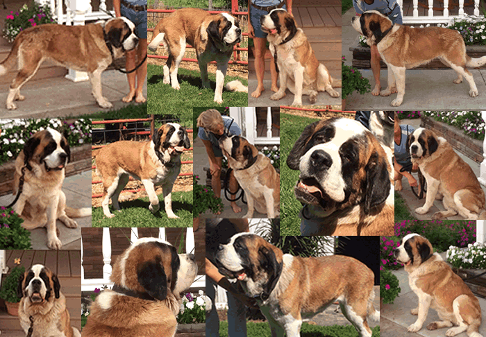Faye collage